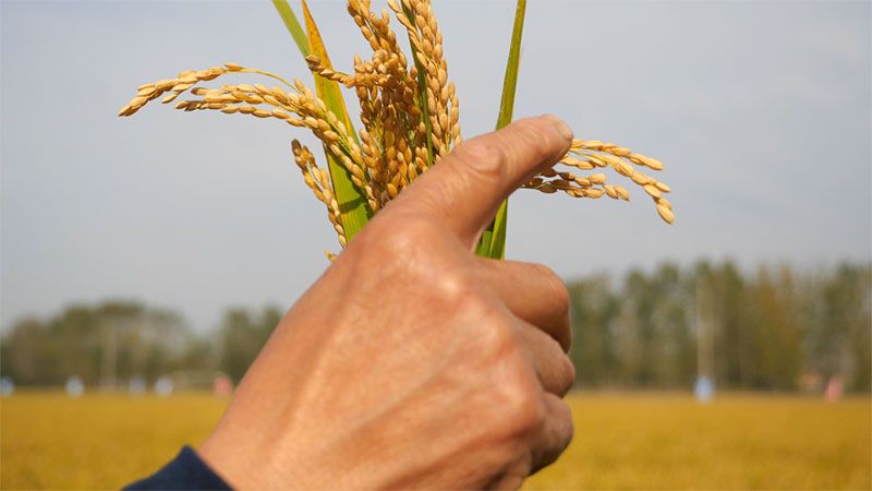 綠色提單產(chǎn)就用冠菌素 開(kāi)辟糧食抗逆增產(chǎn)新路徑